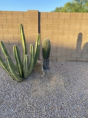 Carnegiea gigantea
