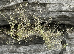 Magnoliopsida
