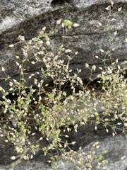 Magnoliopsida