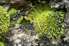 Bryophyta