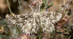 Cinglis andalusiaria