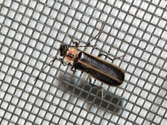 Podabrus basillaris