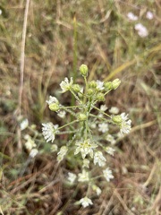 Toxicoscordion fontanum