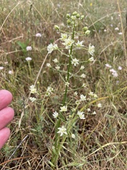 Toxicoscordion fontanum