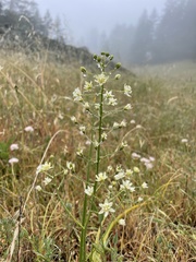 Toxicoscordion fontanum