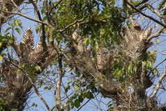 Drynaria quercifolia