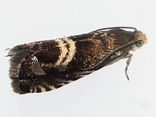 Clover Head Caterpillar Moth