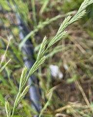 Poaceae