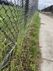 Poaceae
