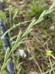 Poaceae