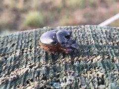Onthophagus mniszechi