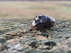 Onthophagus mniszechi