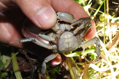 Sinopotamon kwanhsienense