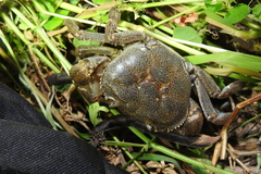 Sinopotamon kwanhsienense