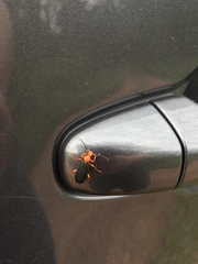 Neopyrochroa flabellata