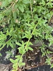 Magnoliopsida