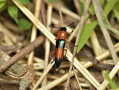 Languria trifasciata