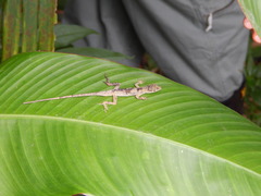 Anolis antonii