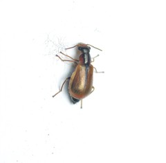 Attalus scincetus