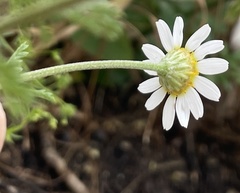 Asteraceae