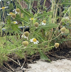 Asteraceae
