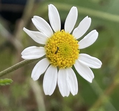 Asteraceae