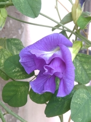 Clitoria ternatea
