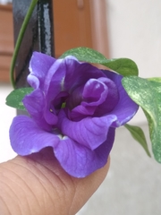 Clitoria ternatea
