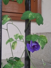 Clitoria ternatea