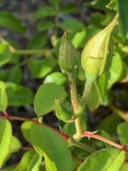 Aphididae