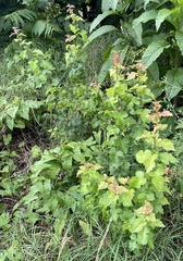 Magnoliopsida
