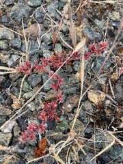 Chorizanthe polygonoides