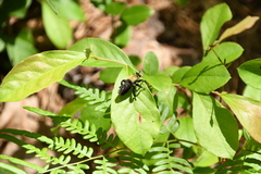 Laphria virginica