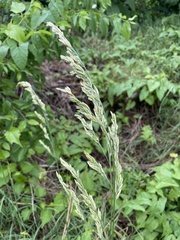 Poaceae