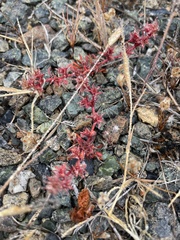 Chorizanthe polygonoides