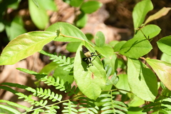 Laphria virginica