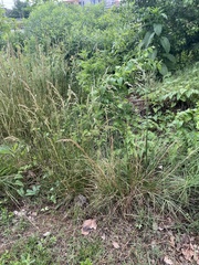 Poaceae