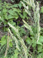 Poaceae