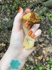 Morchella punctipes