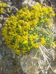 Draba stenopetala