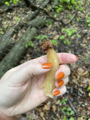 Morchella punctipes