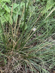 Poaceae