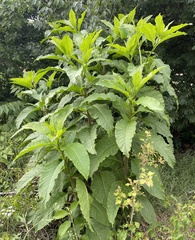 Polygonaceae
