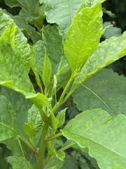 Polygonaceae