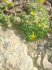 Draba stenopetala