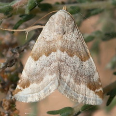 Eublemma amoena