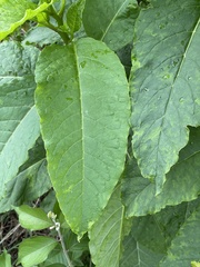 Polygonaceae