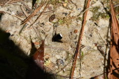 Ogcodocera leucoprocta