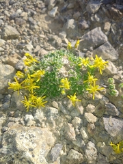 Draba stenopetala