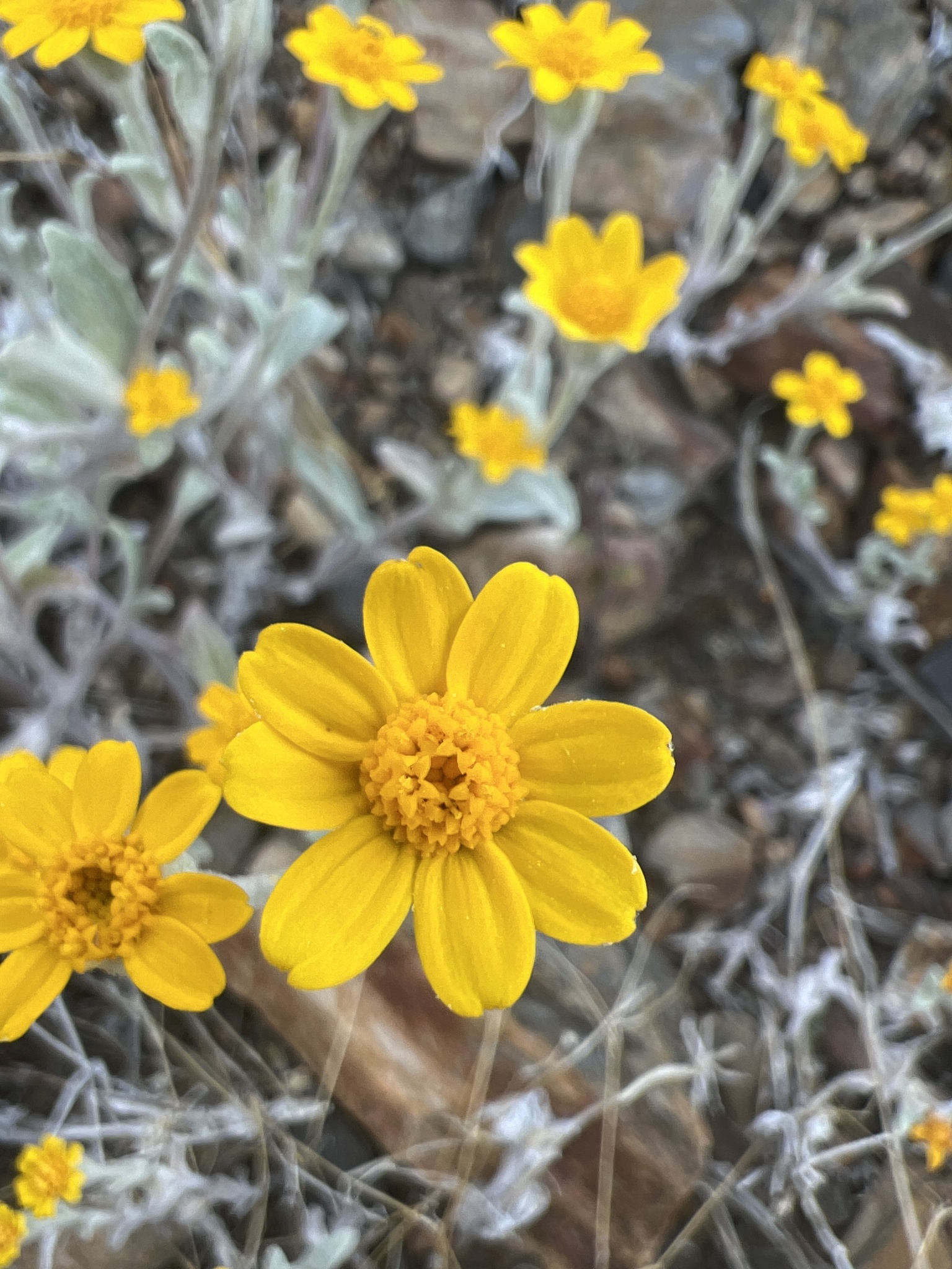 Eriophyllum